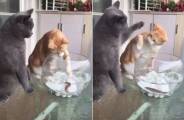 Кошки устроили разборку возле аквариума с рыбой (Видео)