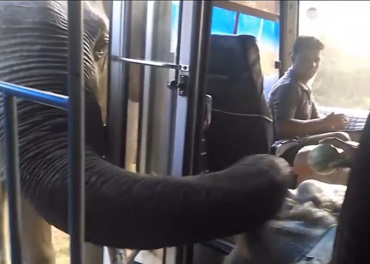 Нахальный слон провёл обыск в автобусе у сговорчивых туристов на Шри-Ланке