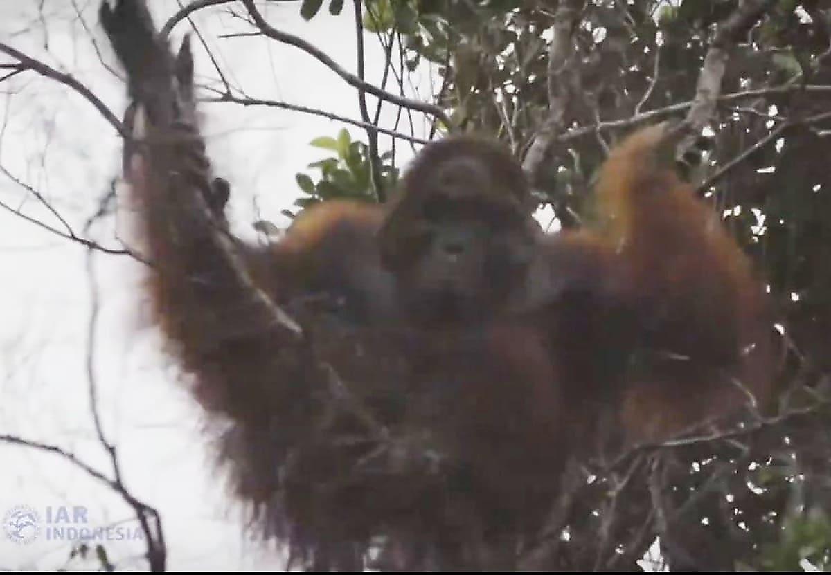 Одинокого орангутана, обитающего на территории вырубленного леса, спасли на Борнео