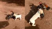 Смелый пёс вмешался в бой петухов в Китае (Видео)