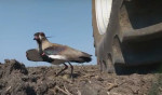 Фермер на тракторе совершил ювелирный объезд гнезда птицы в Аргентине (Видео)