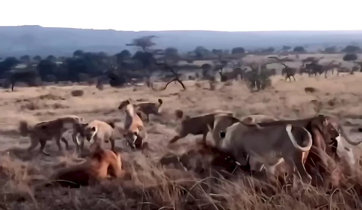 Гиены отбили детёныша у львов на глазах у туристов в Кении