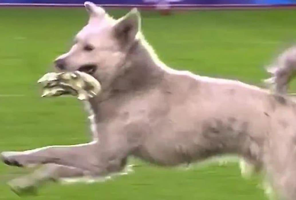 Игривый пёс, стащив бутсу, прервал футбольный матч в Боливии