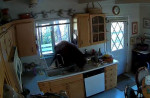 Косолапый воришка проник через окно на кухню частного дома в США (Видео)