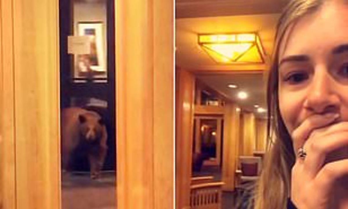 Наглый медведь испугал работницу отеля, совершив ночной визит в пустую гостиницу