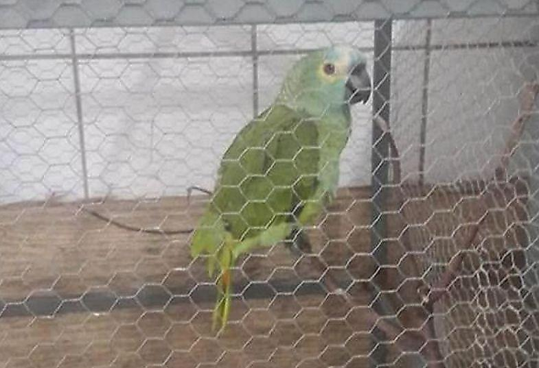 Полицейские арестовали попугая, предупредившего бразильское семейство об их приближении ▶
