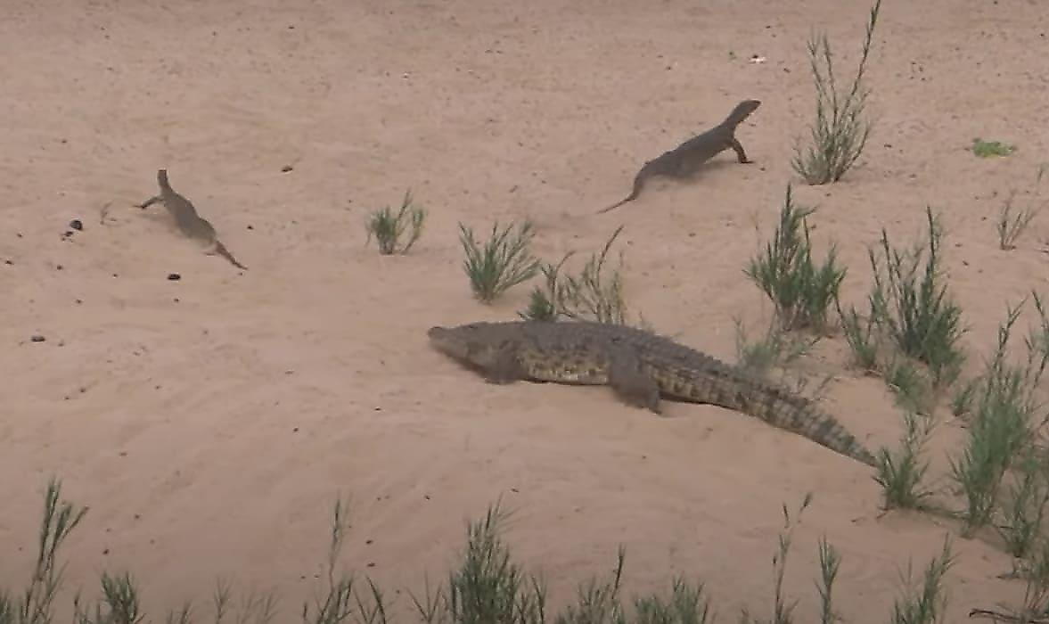 Самка крокодила, защищая свои яйца, напала на двух варанов