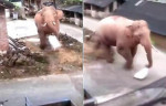 Вороватый слон стащил мешок риса в китайской деревне (Видео)