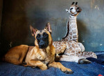Детёныш жирафа нашёл четвероногого друга в африканском питомнике