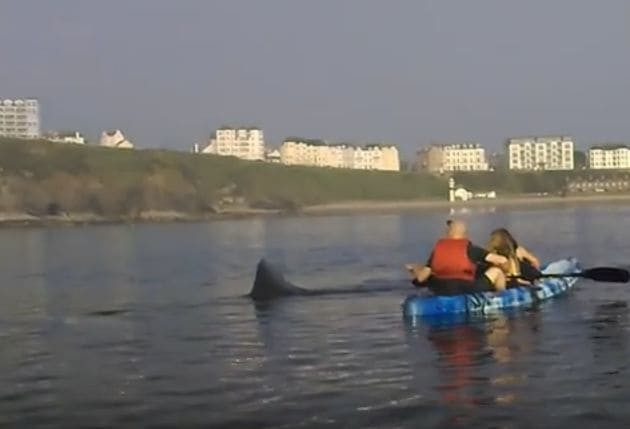 Гигантская акула поплавала с каякерами возле побережья острова Мэн (Видео)