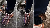 Хитрый мышонок спасся от кошки, используя штаны пешехода - видео