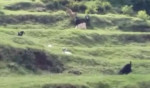 Леопард утащил козу на глазах у пастухов в Индии (Видео)