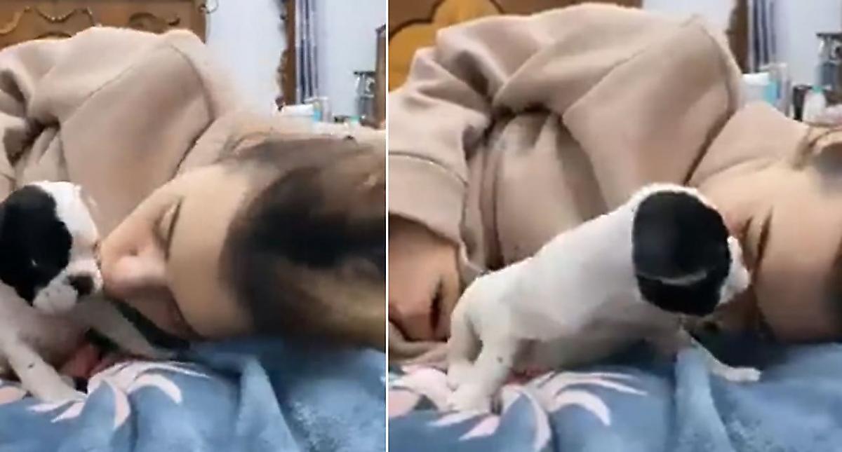 Любвеобильный щенок, целующий свою хозяйку, прославился в сети