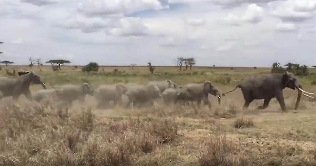 Слоны, защищая детёнышей, устроили погоню за львами в Танзании - видео