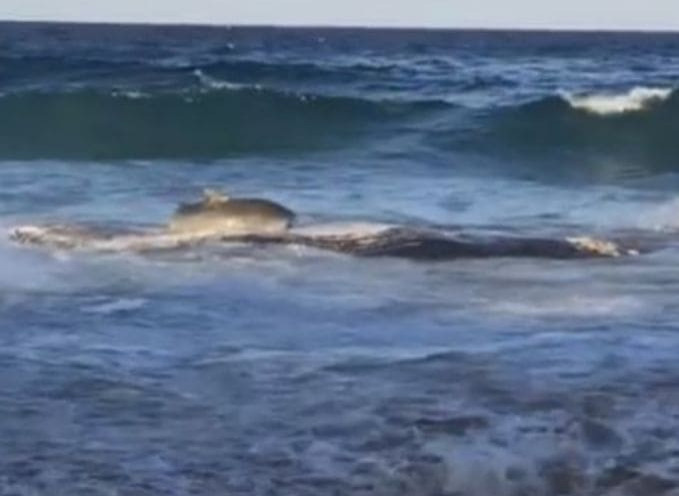 Тигровая акула выплыла на мель, чтобы обглодать тушу мёртвого кита (Видео)