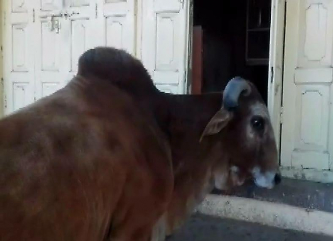 Вежливый бык открыл окно магазина и попросил еды в Индии (Видео)