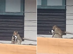Злая обезьяна взяла котёнка в заложники на крыше в Тайланде ▶