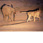 Голодающая львица не смогла справиться со слонёнком в национальном парке ЮАР