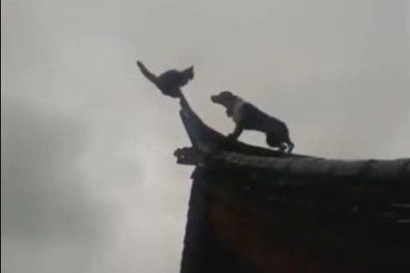 Кошка с собакой, не поделив двор, продолжили выяснять отношения на крыше дома (Видео)