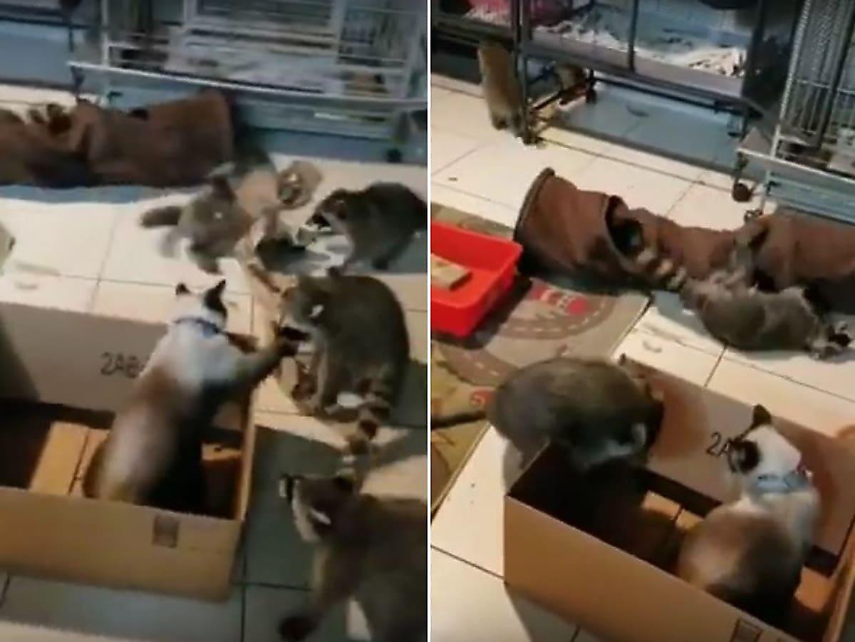 Кошка, сидя в коробке, отбила атаки семейства енотов