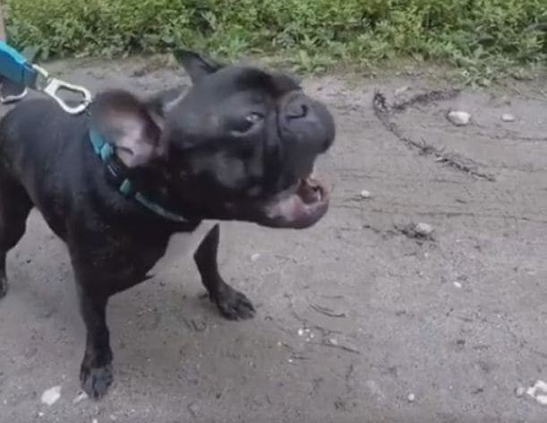 Пёс - паникёр, обладающий истерическим лаем, шокировал сеть (Видео)