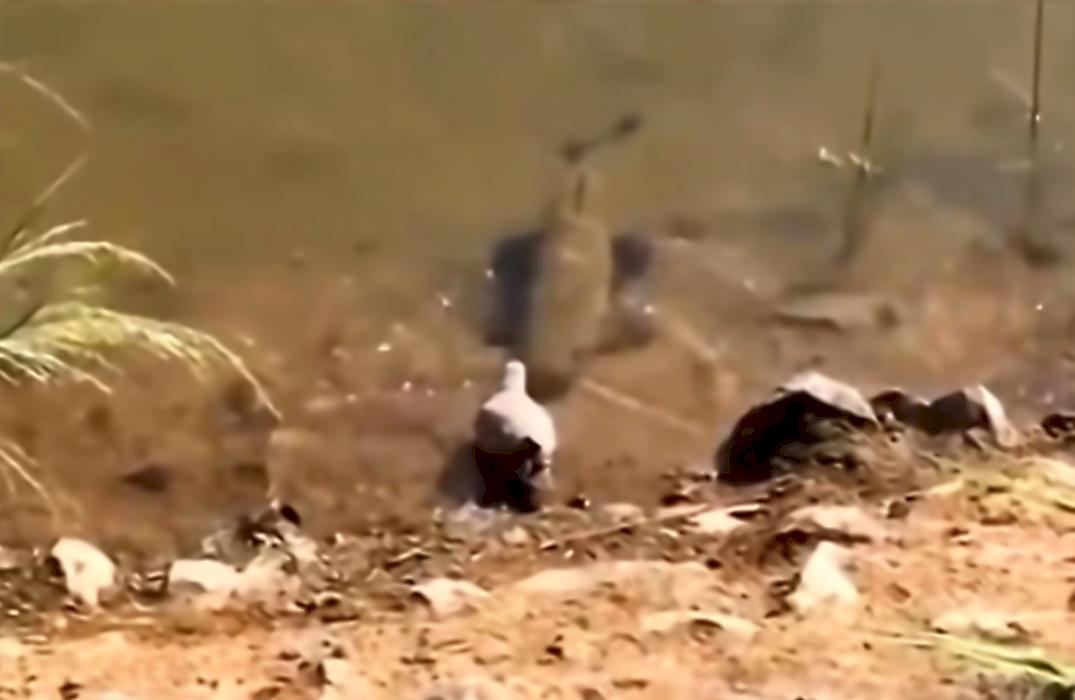 Охота кровожадного сома на голубя попала на видеокамеру во время рыбалки