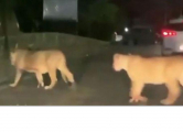 Пять львов совершили прогулку по оживлённой магистрали в Индии ▶