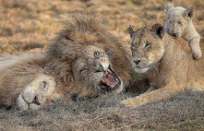 Турист сделал семейную фотографию львиного прайда в африканском парке 0