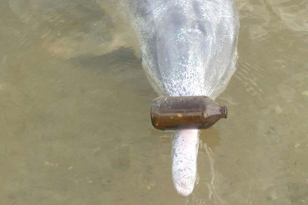Умный дельфин повадился менять «дары моря» на еду