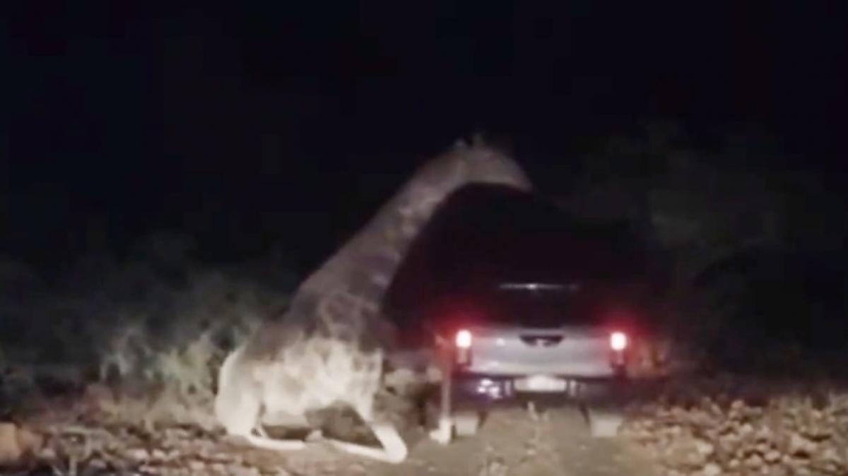 Злющий жираф напал на два автомобиля с туристами в ЮАР - видео