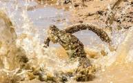Схватку крокодила и гадюки снял фотограф в национальном парке Шри - Ланки 7