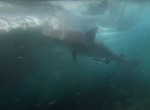 Акулы, обнаружив тушу огромного кита, устроили пир у побережья Австралии