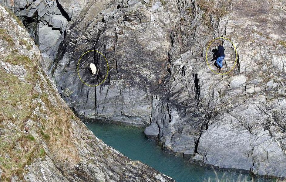 Британец, рискуя своей жизнью, спас овцу, застрявшую на скале