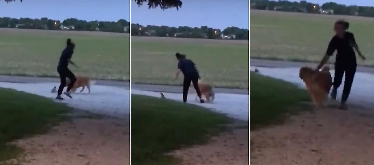Девушка еле увела свою собаку, схватившуюся с белкой - видео