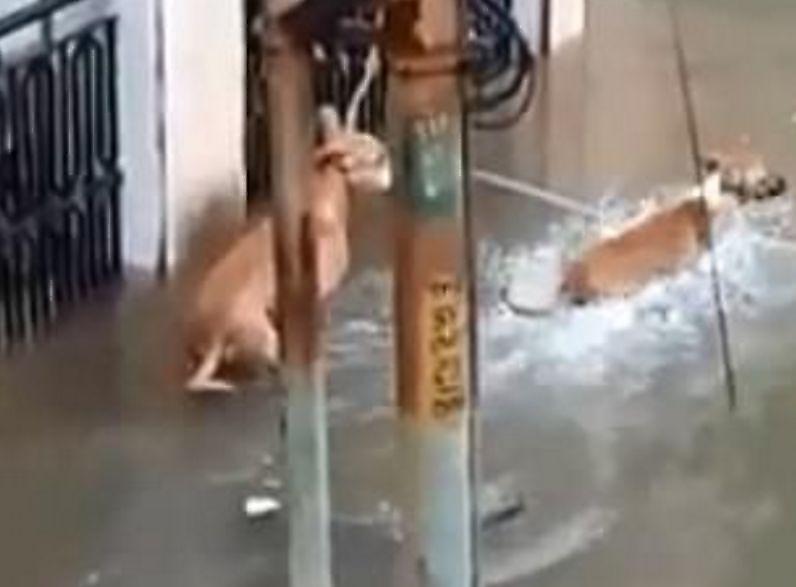 Крокодил застал врасплох собаку на затопленной улице в Индии ▶