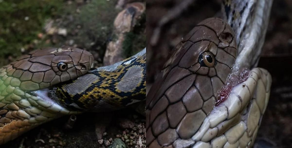 Кровожадная кобра пообедала питоном на глазах у туристов в Сингапуре