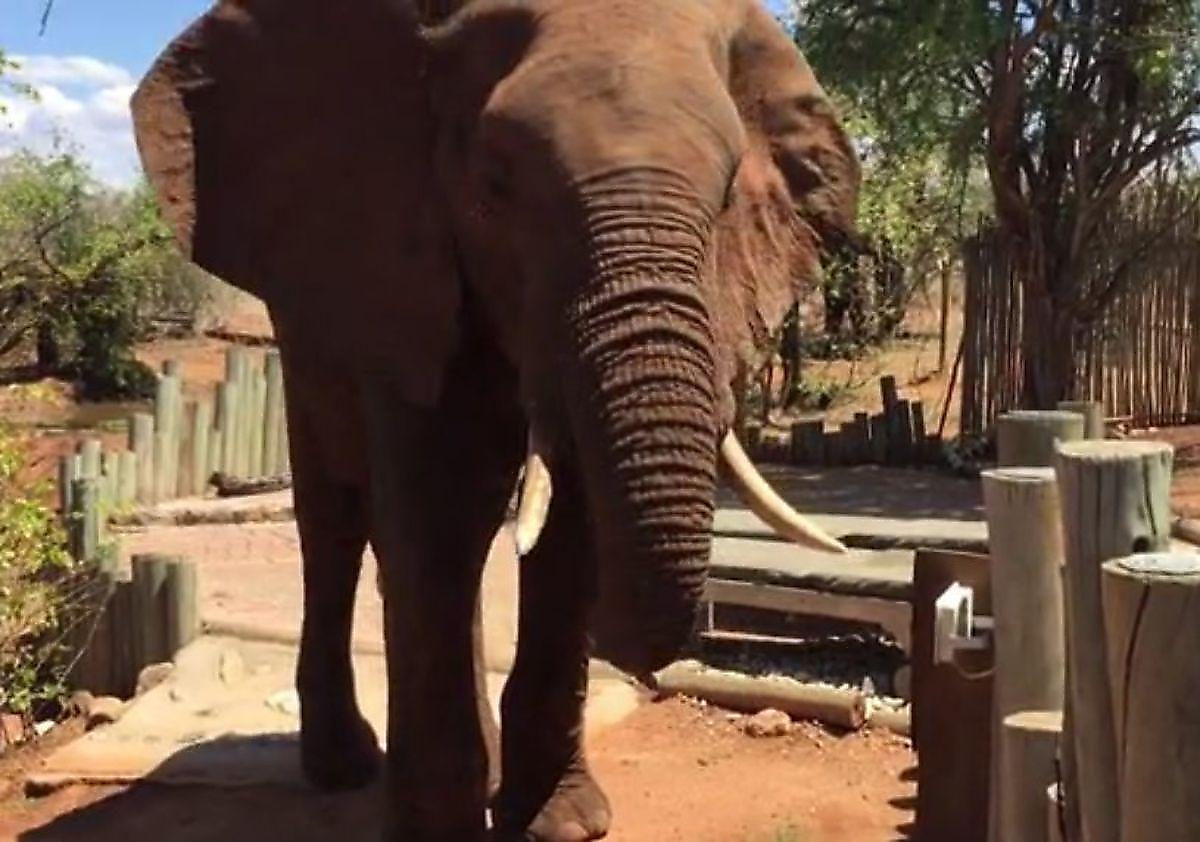 Любопытный слон, забравшийся во двор отеля, получил очень тесное знакомство с туристом ▶