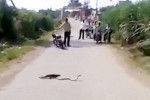 Мангуст и кобра, выясняющие свои отношения, перекрыли движение на сельской дороге в Индии (Видео)