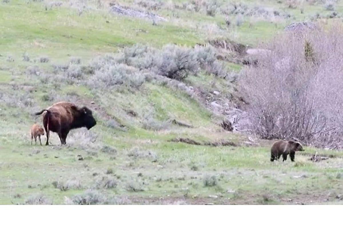 Медведь и койот не посмели напасть на детёныша бизона в присутствии его матери