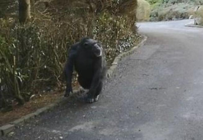 Сбежавший из вольера шимпанзе испугал посетителей в ирландском зоопарке ▶