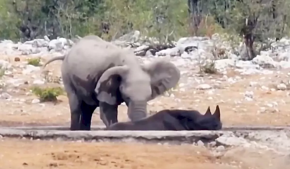 Слон напал на носорога, забравшегося в водоём: видео