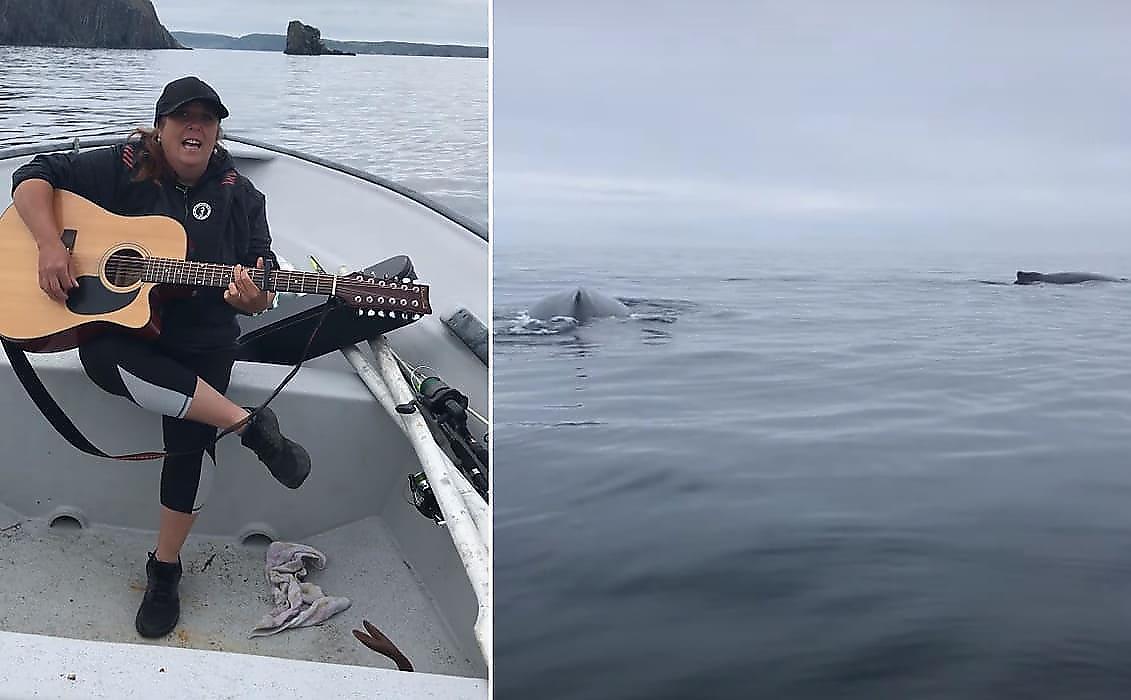 Стая китов окружила лодку туристок, устроивших музыкальный концерт возле бухты в Канаде