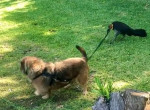 Упрямая индейка, дёргая за поводок, попыталась вывести пса на прогулку и попала на видео