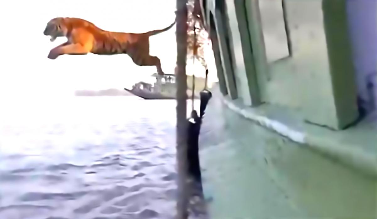 Видеосюжет с ревущим тигром, покинувшим судно и переплывшим реку, снова стало популярным в Индии