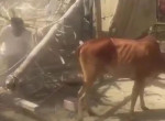 Жертвенная скотина устроила погром и испортила праздник верующим в Пакистане