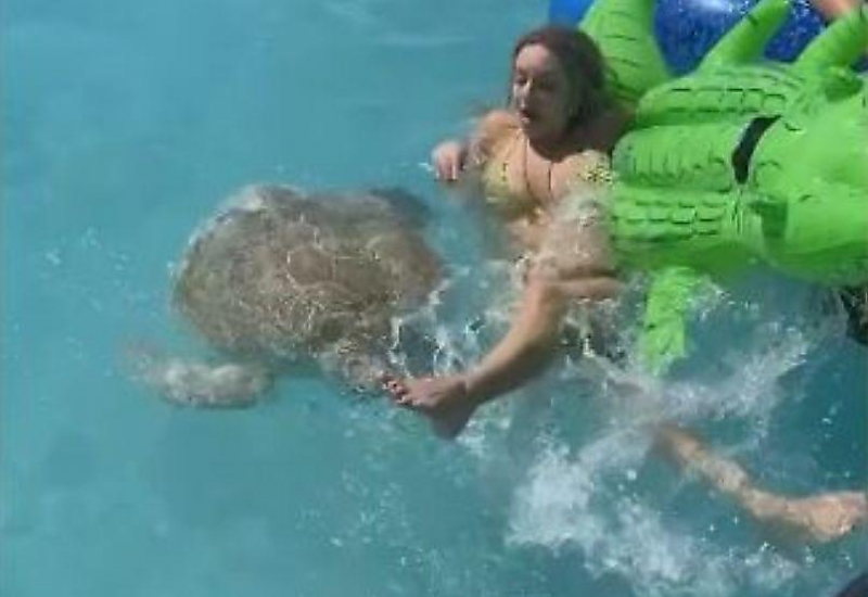 Агрессивная черепаха помогла девушке освободить надувное плавсредство на Багамах ▶