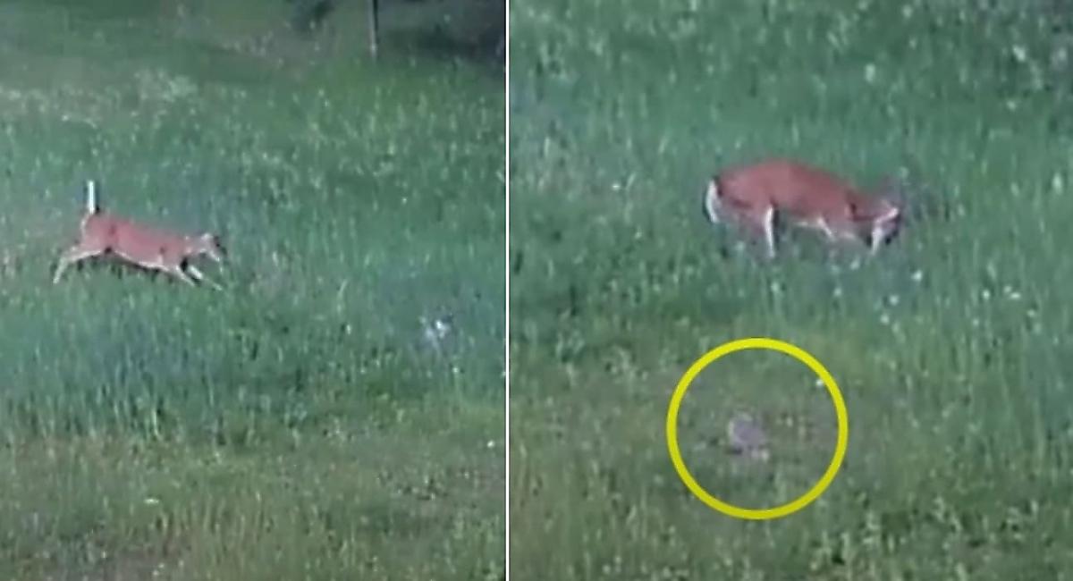 Битва оленя с ястребом, поймавшим кролика, попала на камеру в США