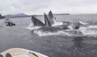 Четыре горбатых кита встретили туристов возле побережья Аляски (Видео)