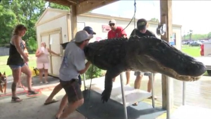 Гигантского аллигатора поймали во Флориде (Видео)