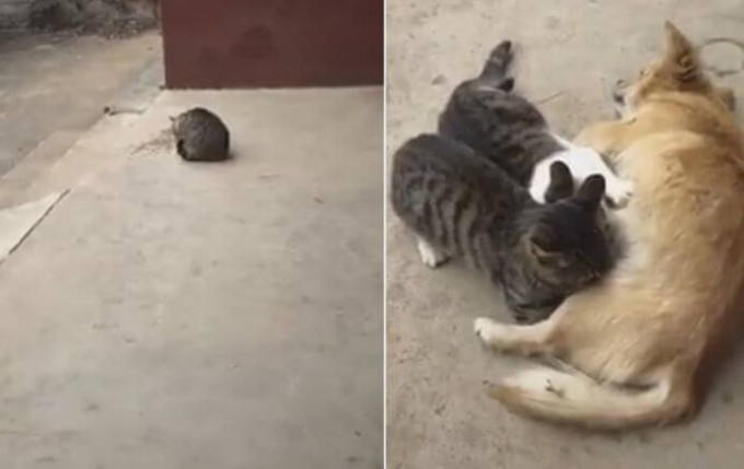 Котята нашли замену своей слишком занятой матери (Видео)